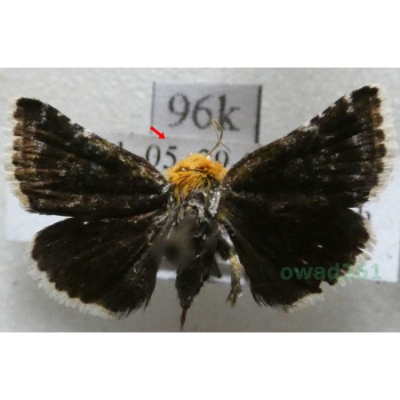 Apaustis rupicola (Denis & Schiffermüller, 1775) Bulgaria96k